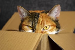 tabby cat peeking out of box